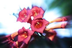 Bltenzoom-Lee-204---3-web