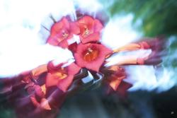 Bltenzoom-Lee-204---4-web
