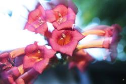 Bltenzoom-Lee-204---5-web